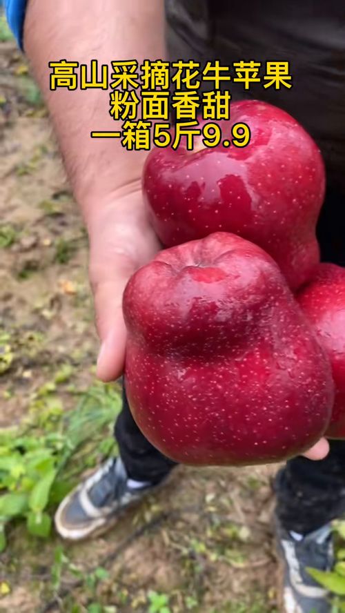 高山采摘花牛苹果粉面香甜一箱5斤9.9